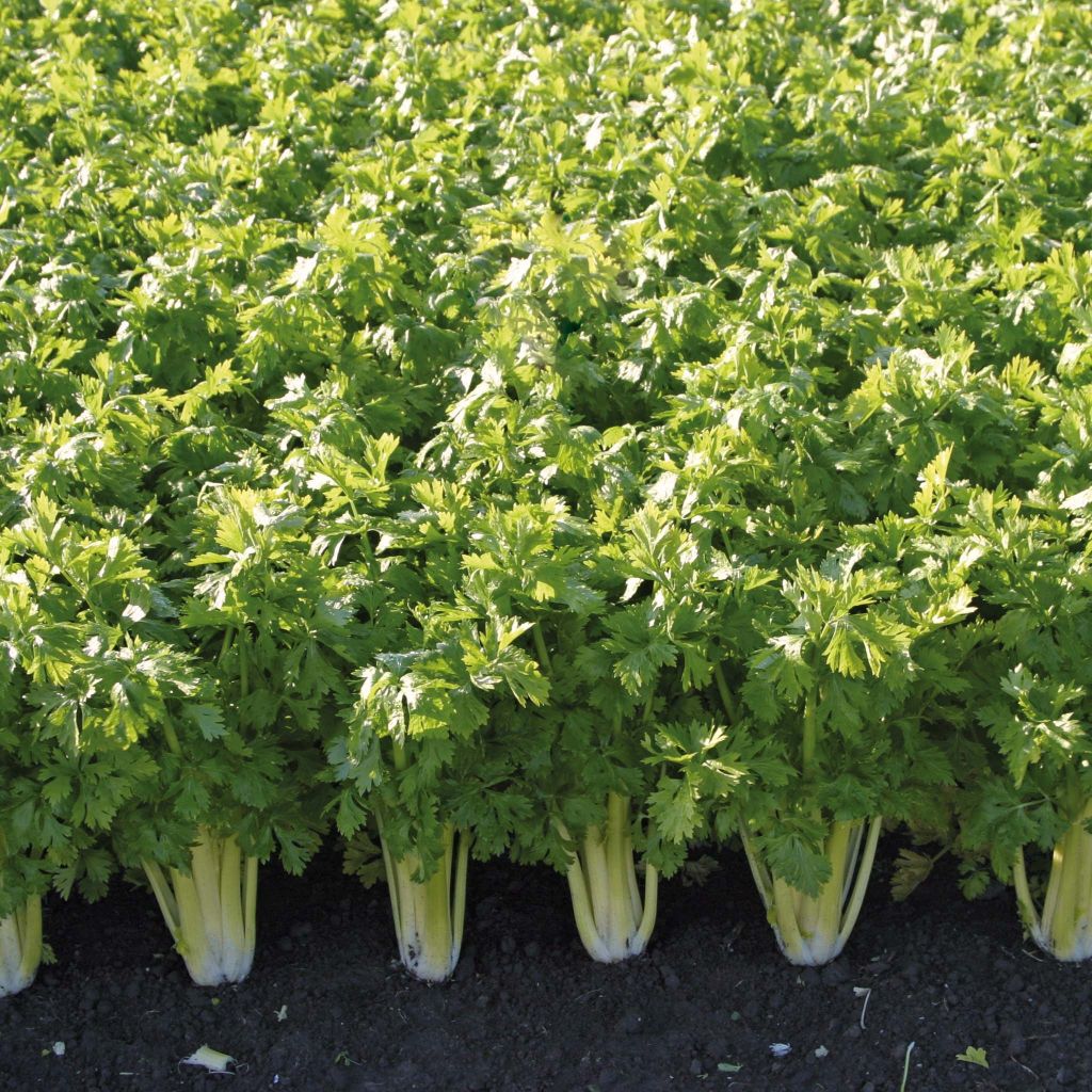 Golden Spartan Celery plugs - Apium graveolens