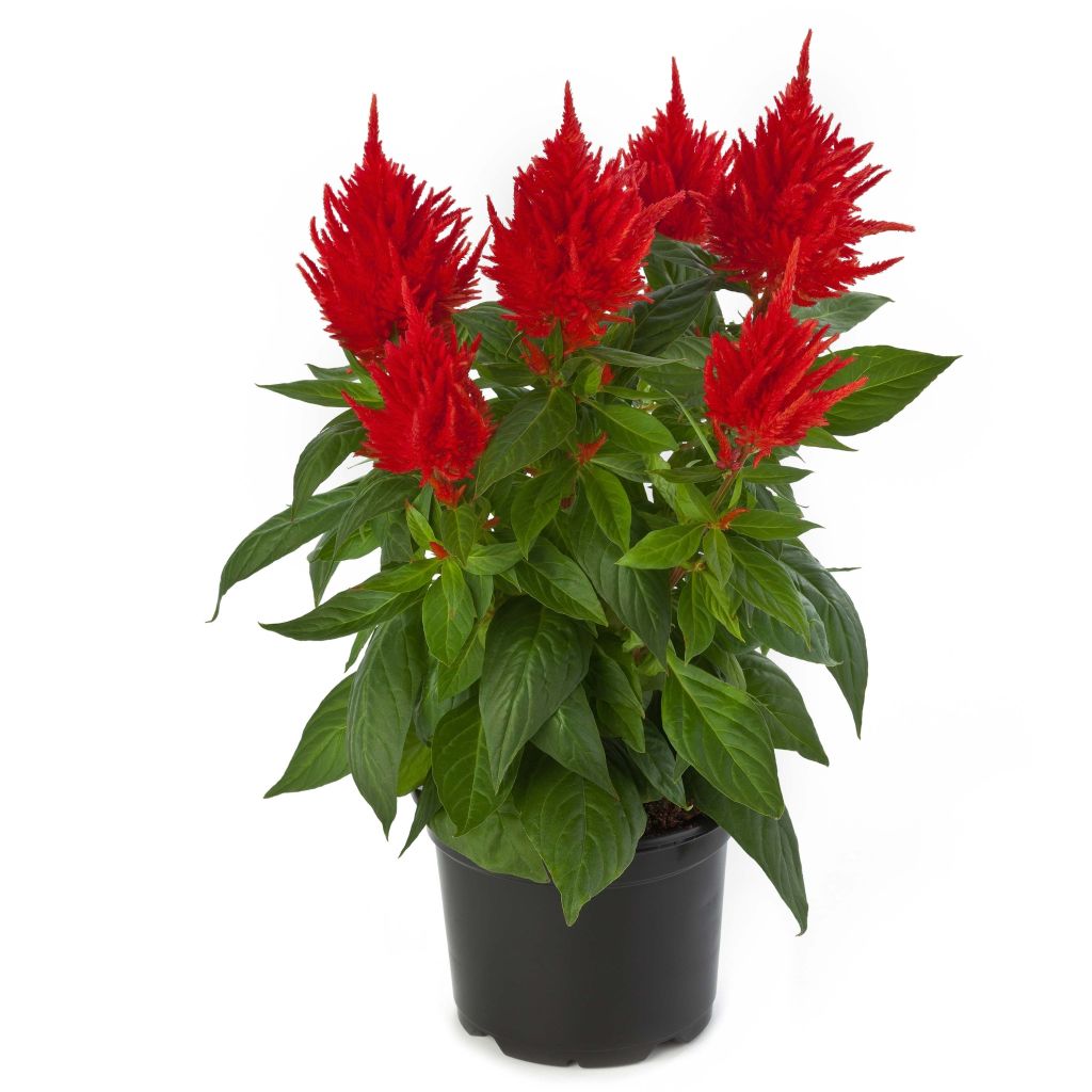 Celosia Kelos Fire Orange  - Silver cock's comb