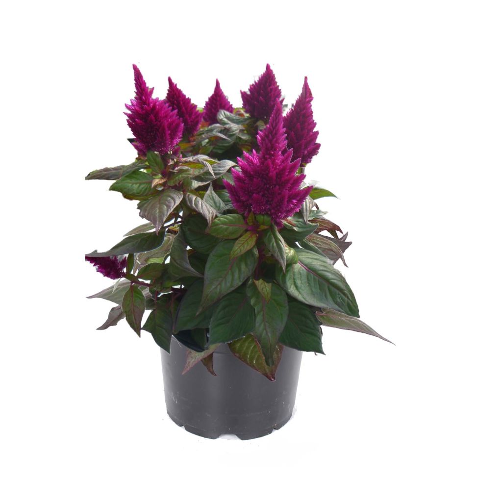 Celosia Kelos Fire Purple  - Silver cock's comb