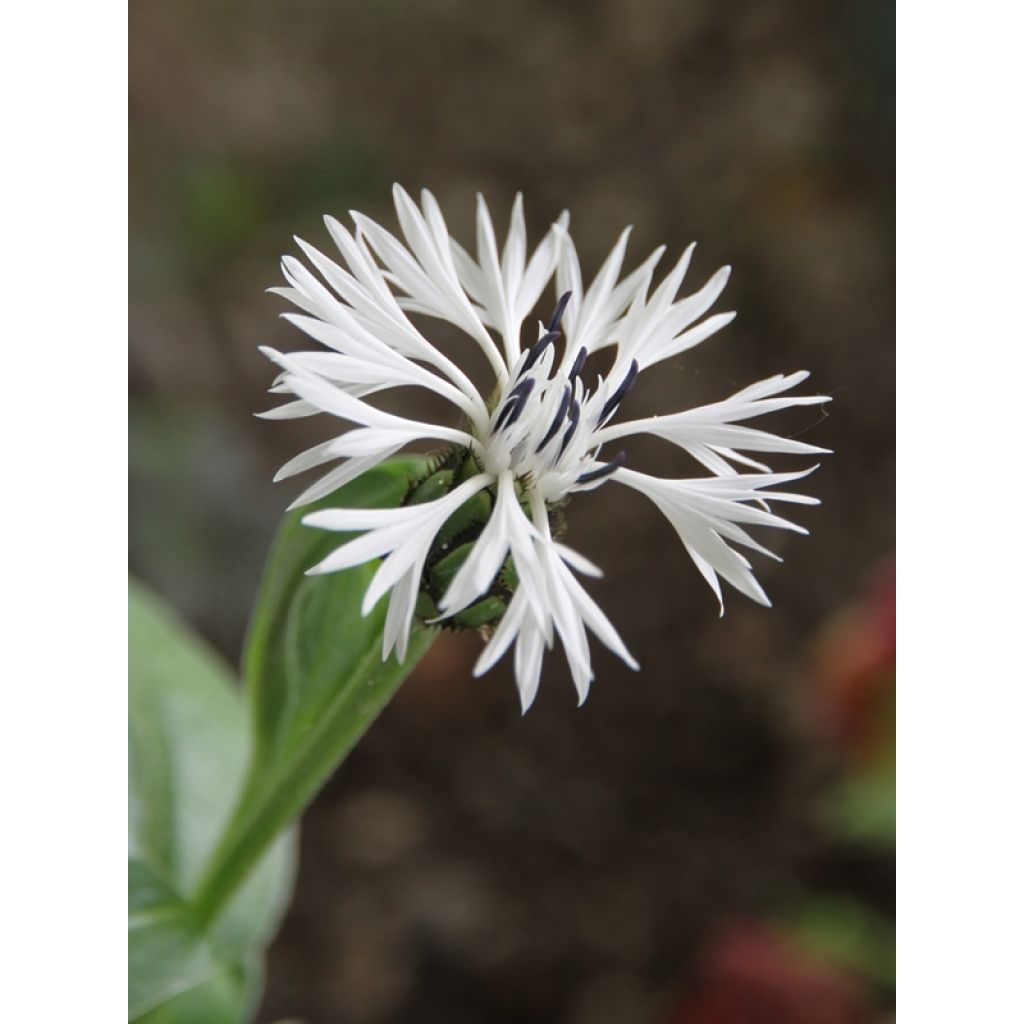 Centaurea montana Alba