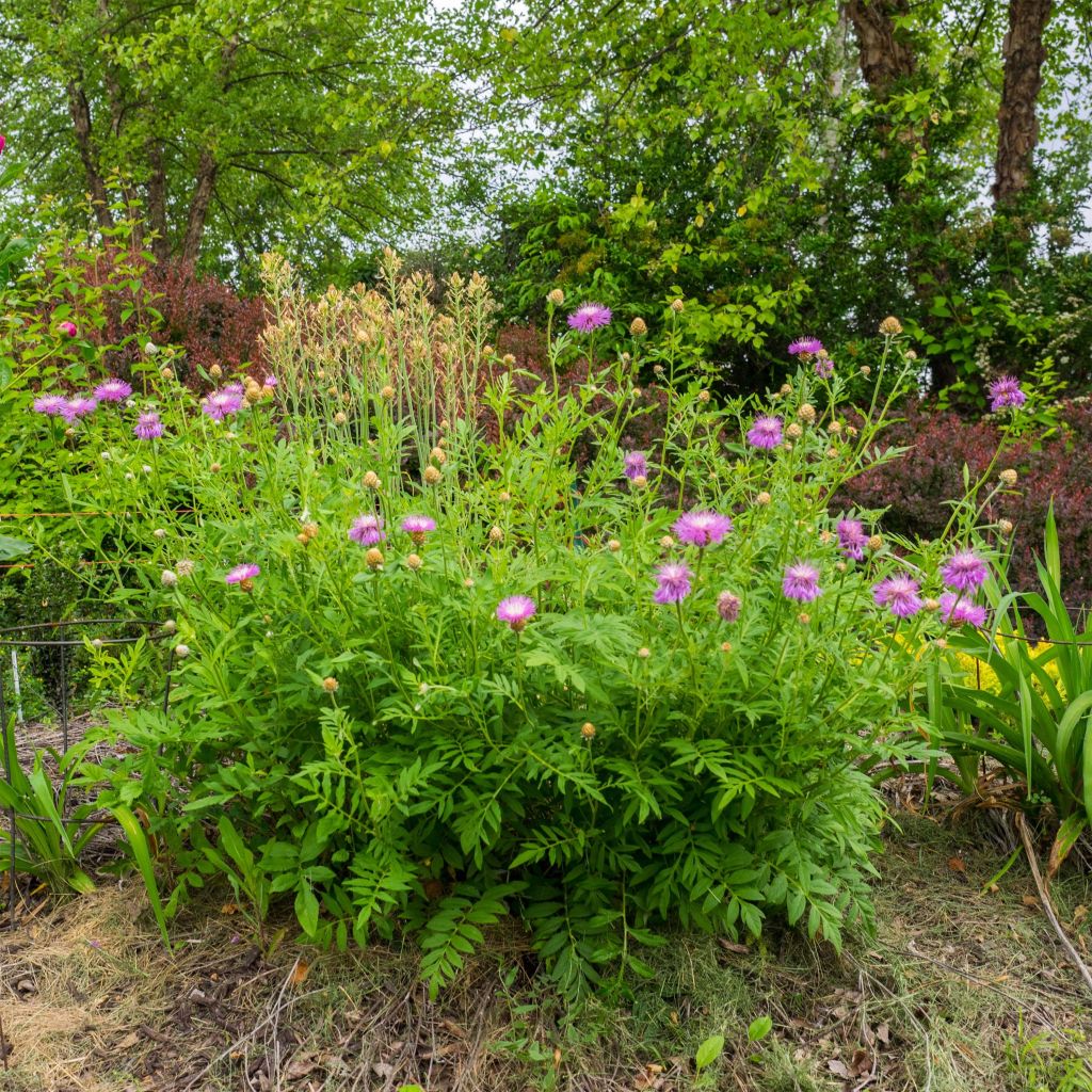 Centaurea dealbata