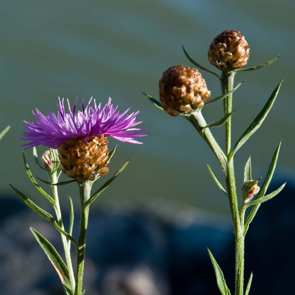 Centaurea jacea