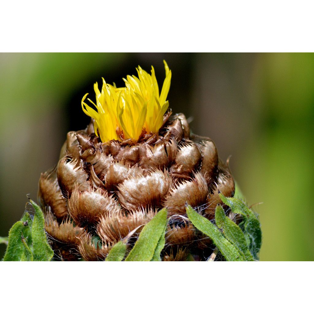 Centaurea macrocephala