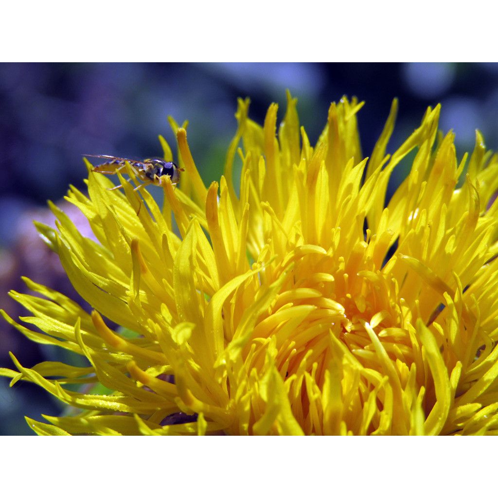 Centaurea macrocephala