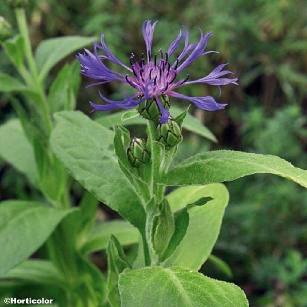 Centaurea montana