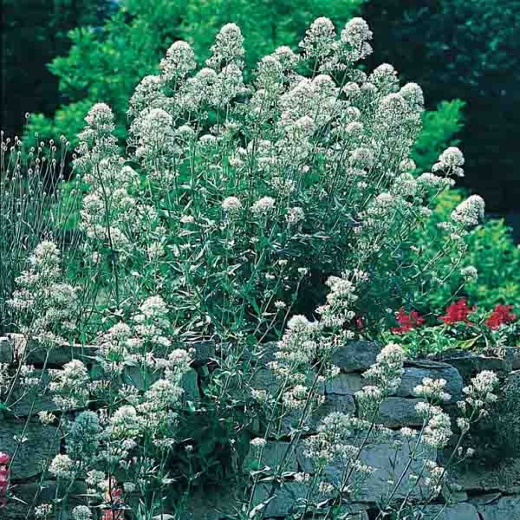 Centranthus ruber Albus