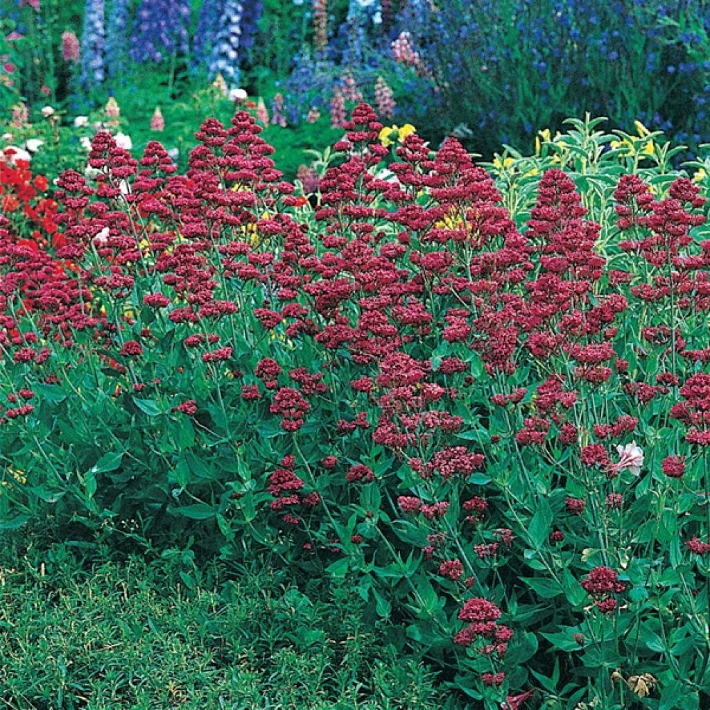 Centranthus ruber Coccineus