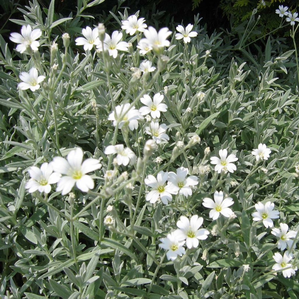 Cerastium tomentosum Yo Yo