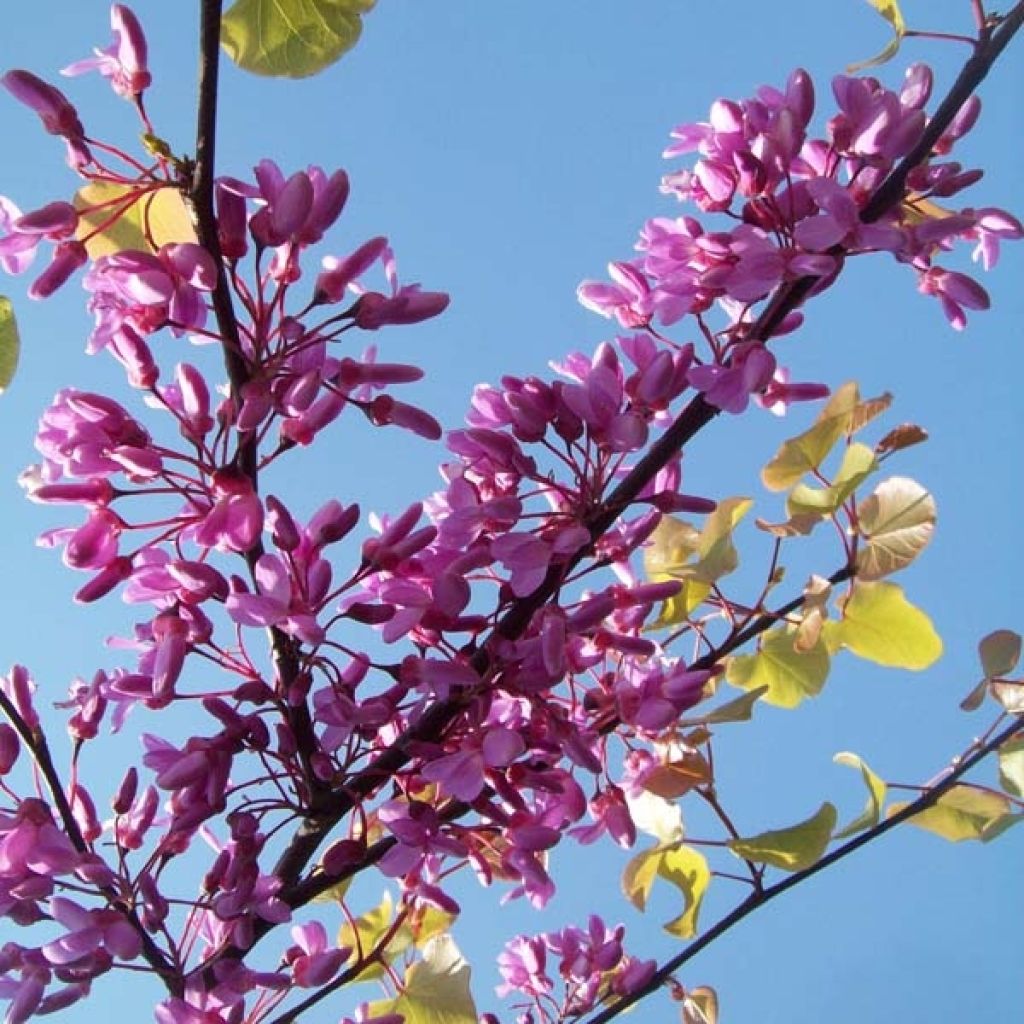 Cercis siliquastrum 