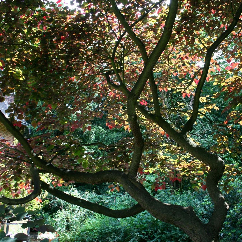 Cercis canadensis Forest Pansy - Eastern Redbud