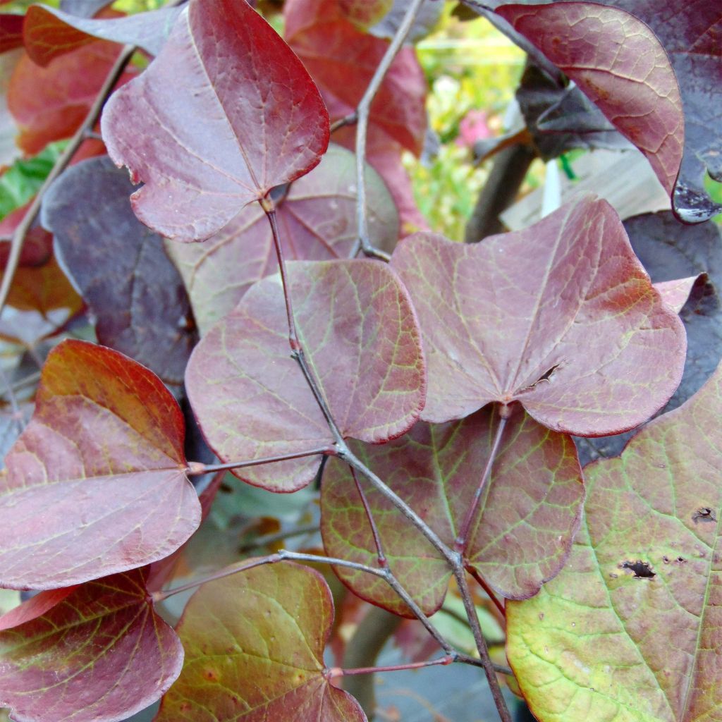 Cercis canadensis Forest Pansy - Eastern Redbud