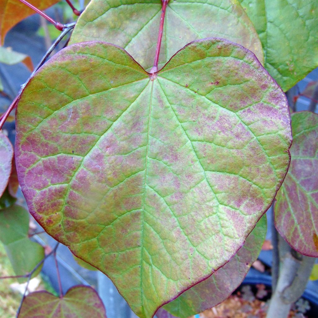 Cercis canadensis Forest Pansy - Eastern Redbud