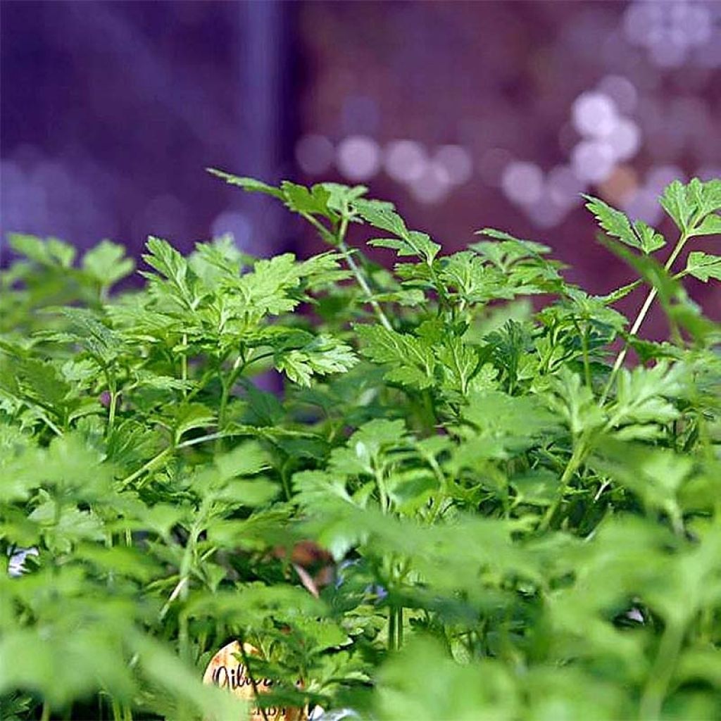 Chervil - French parsley