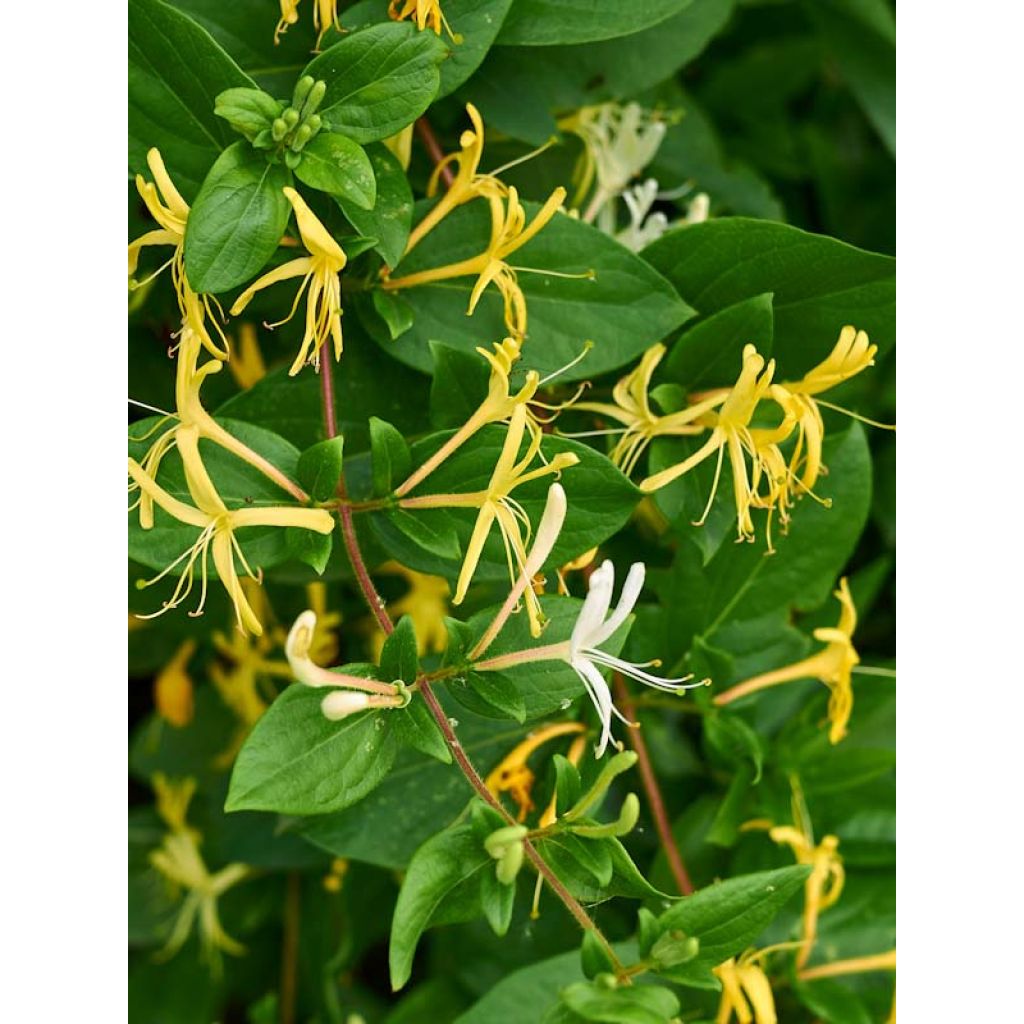 Lonicera japonica Halliana