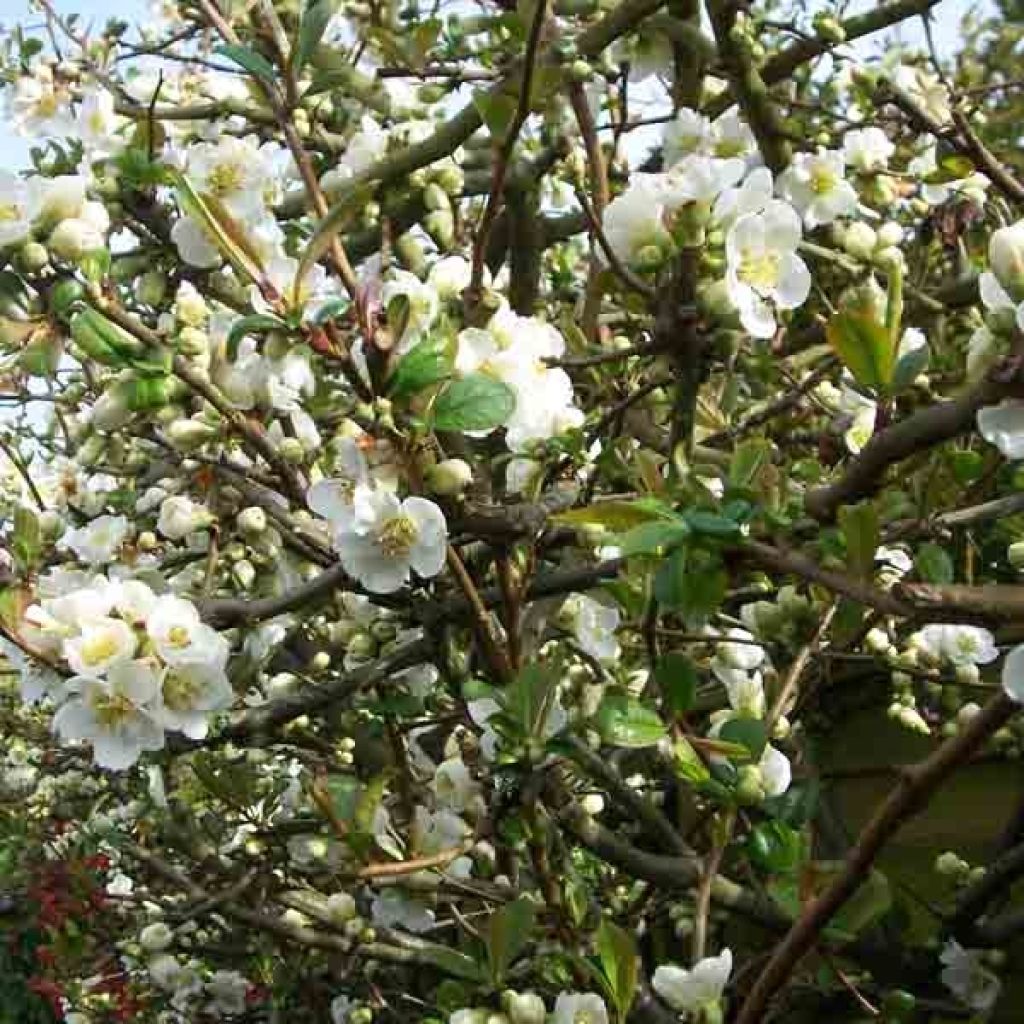 Cognassier du Japon, Chaenomeles speciosa nivalis