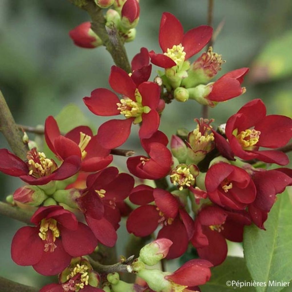 Cognassier du Japon, Chaenomeles speciosa Hot Fire