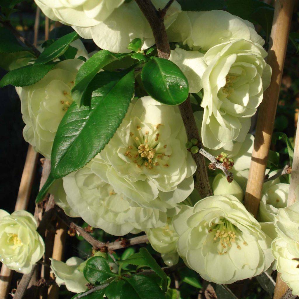 Chaenomeles speciosa Kinshiden - Flowering Quince