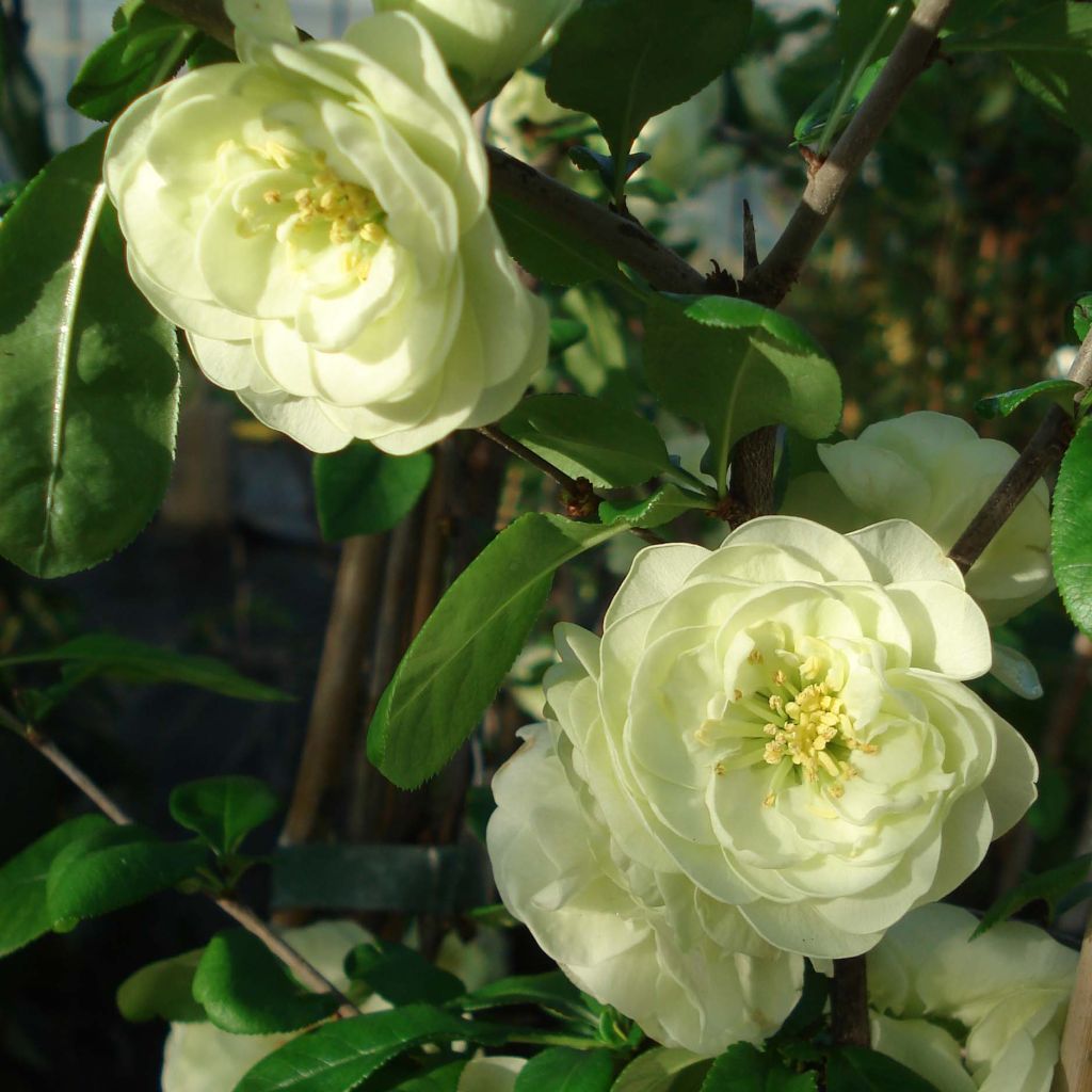 Chaenomeles speciosa Kinshiden - Flowering Quince