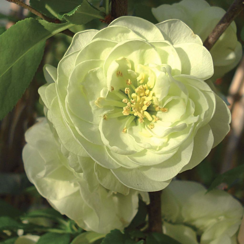 Chaenomeles speciosa Kinshiden - Flowering Quince