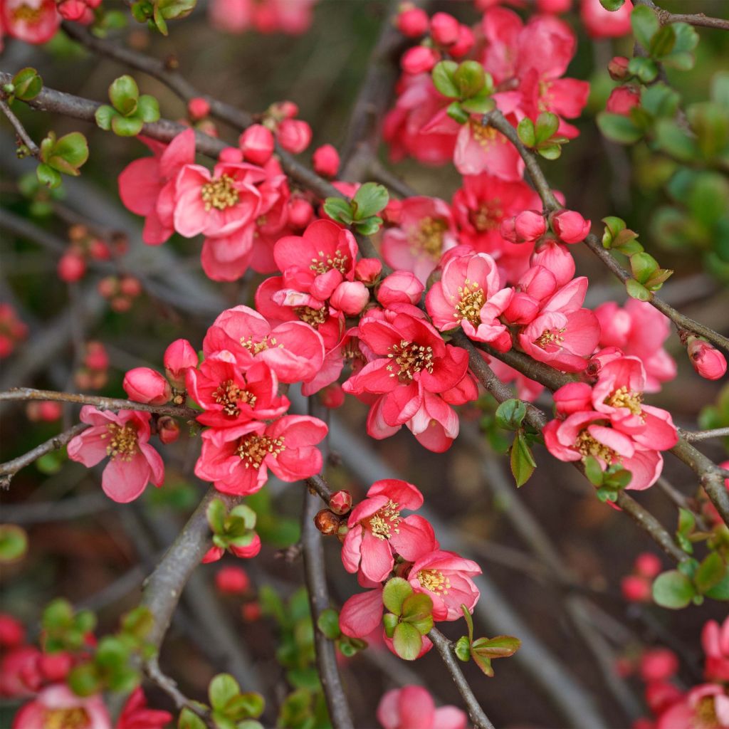 Chaenomeles superba Pink Lady - Flowering Quince