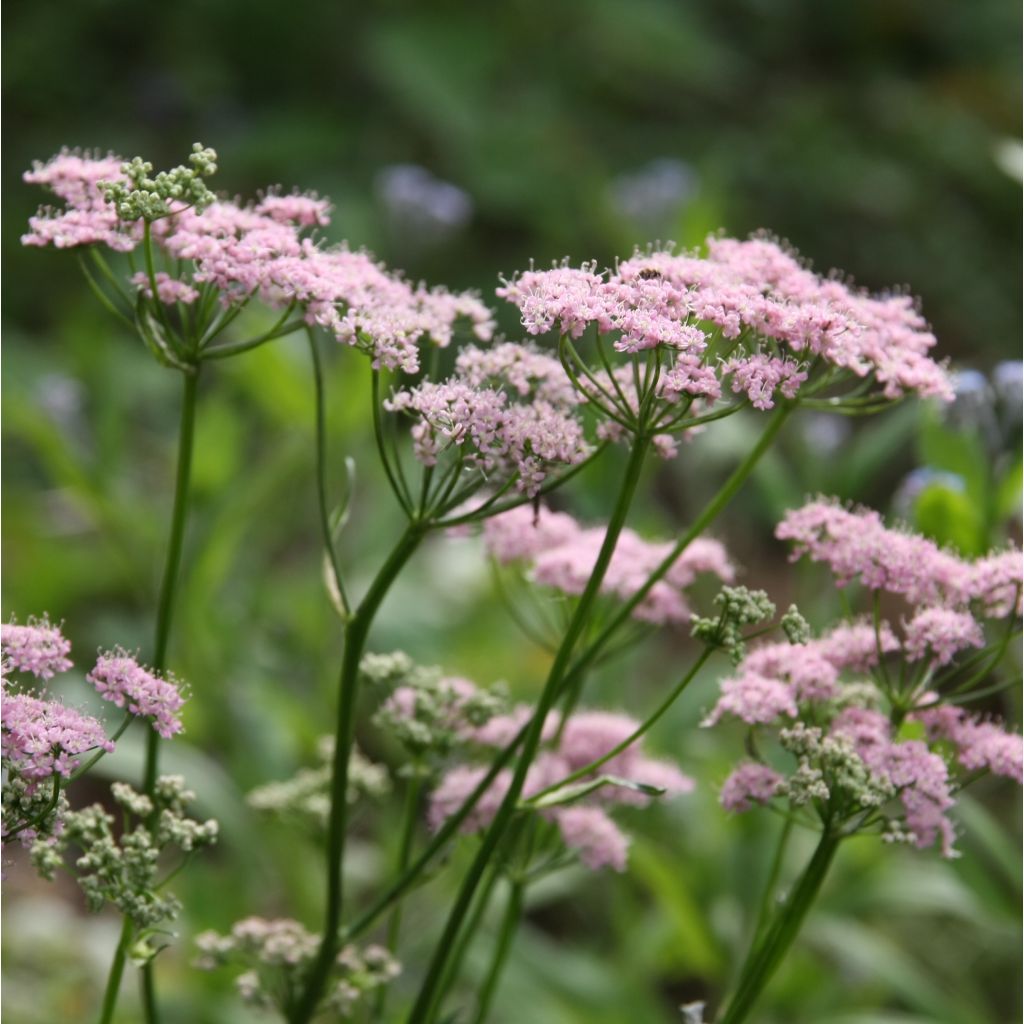 Chaerophyllum hirsutum Roseum