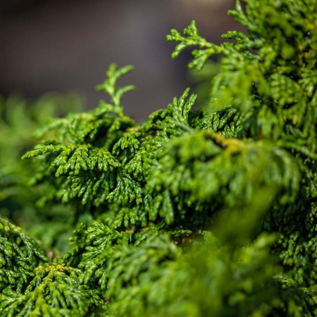 Chamaecyparis obtusa Maureen - Hinoki Cypress