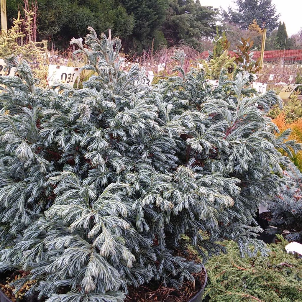 Chamaecyparis pisifera Boulevard - Sawara Cypress