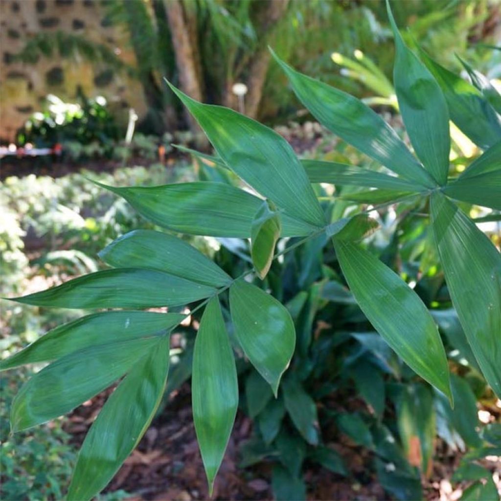 Chamaedorea klotzschiana - Parlour Palm