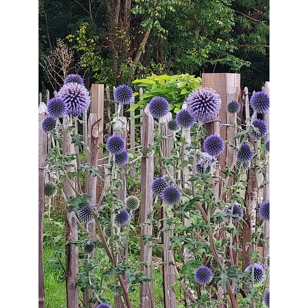 Echinops ritro