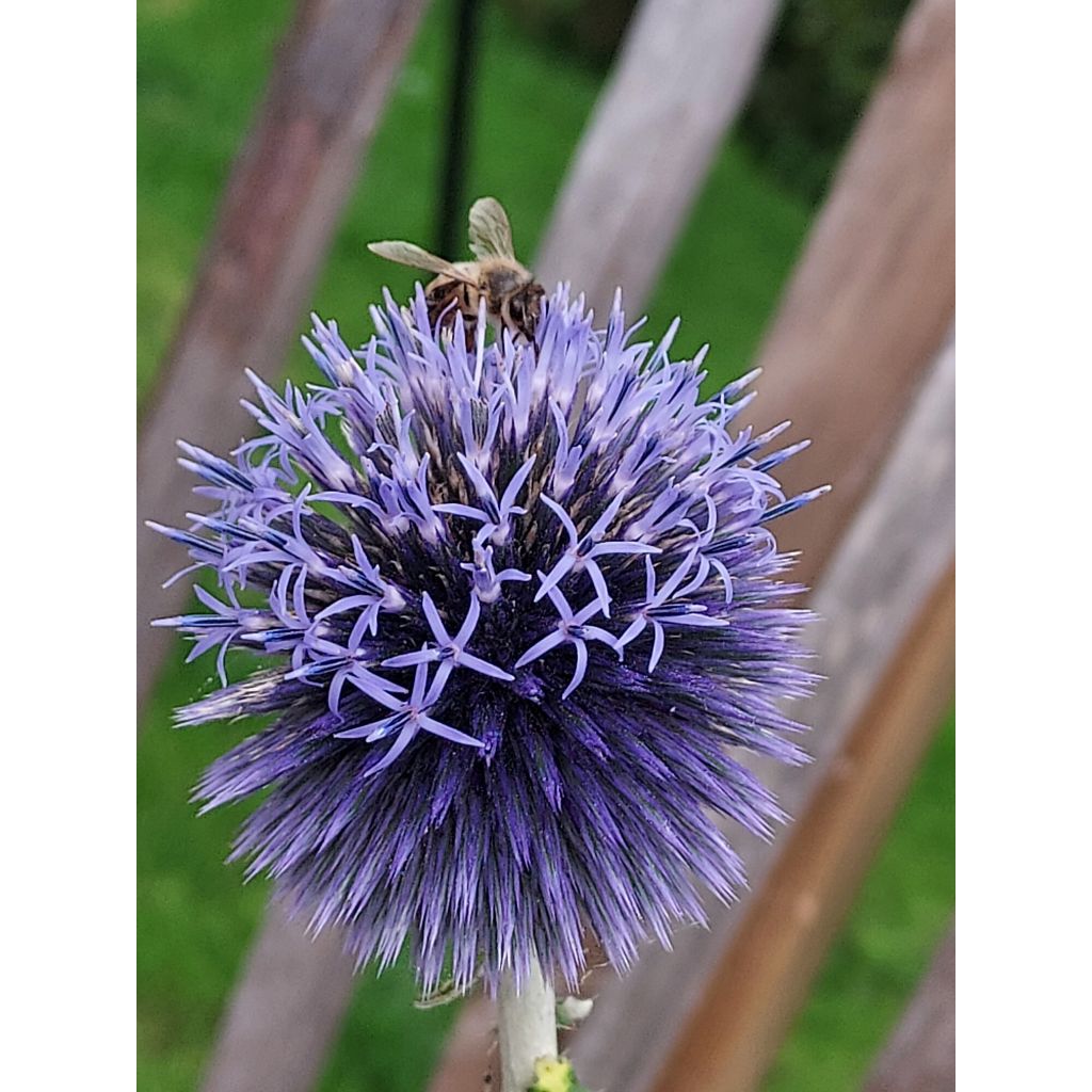 Echinops ritro