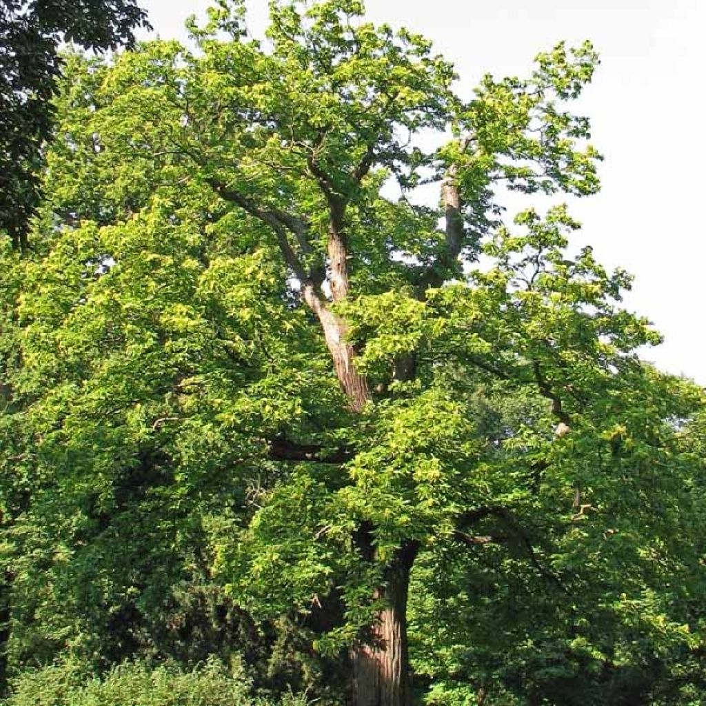 Châtaignier Marron de Lyon - Castanea sativa