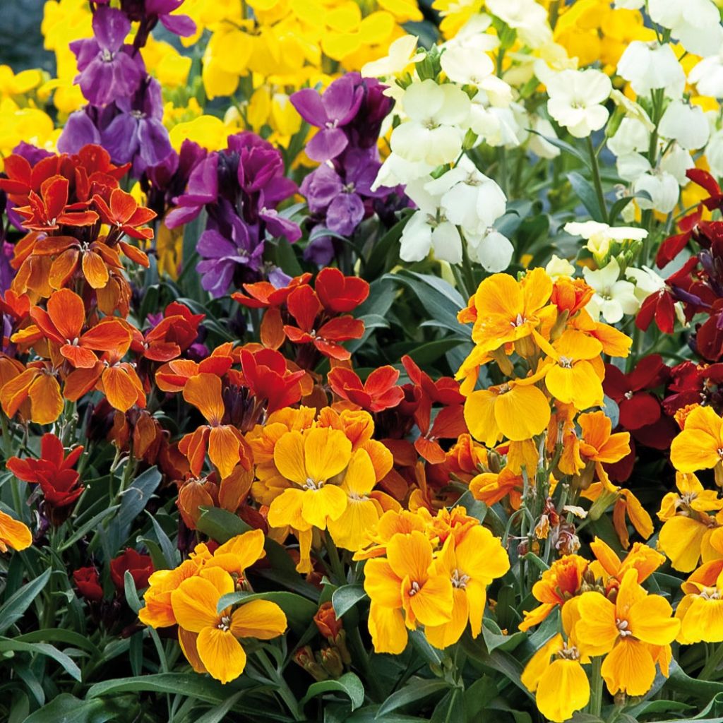 Giroflée - Erysimum cheiri Charity mélange