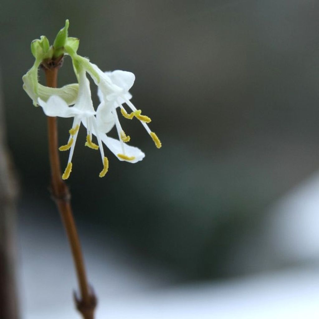 Lonicera fragrantissima - Winter Honeysuckle