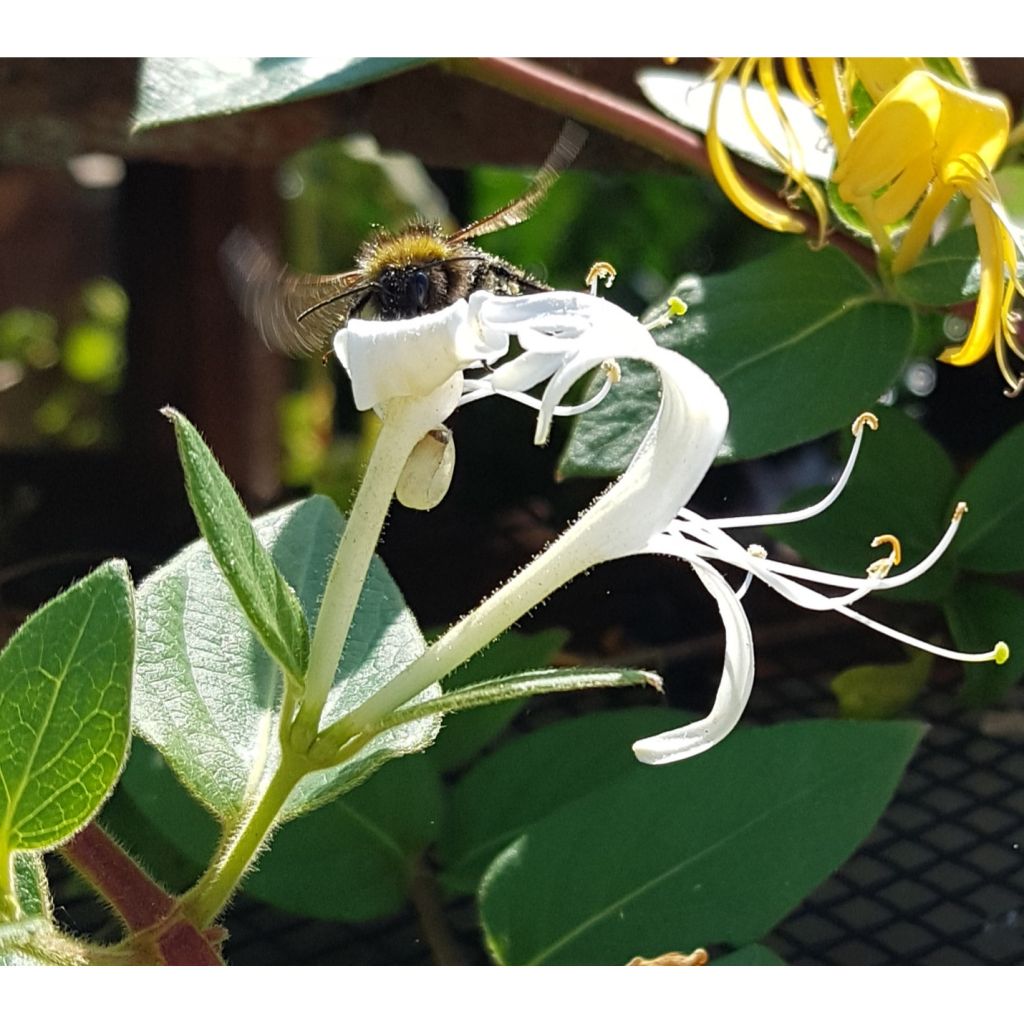 Lonicera japonica Hall's Prolific - Japanese Honeysuckle