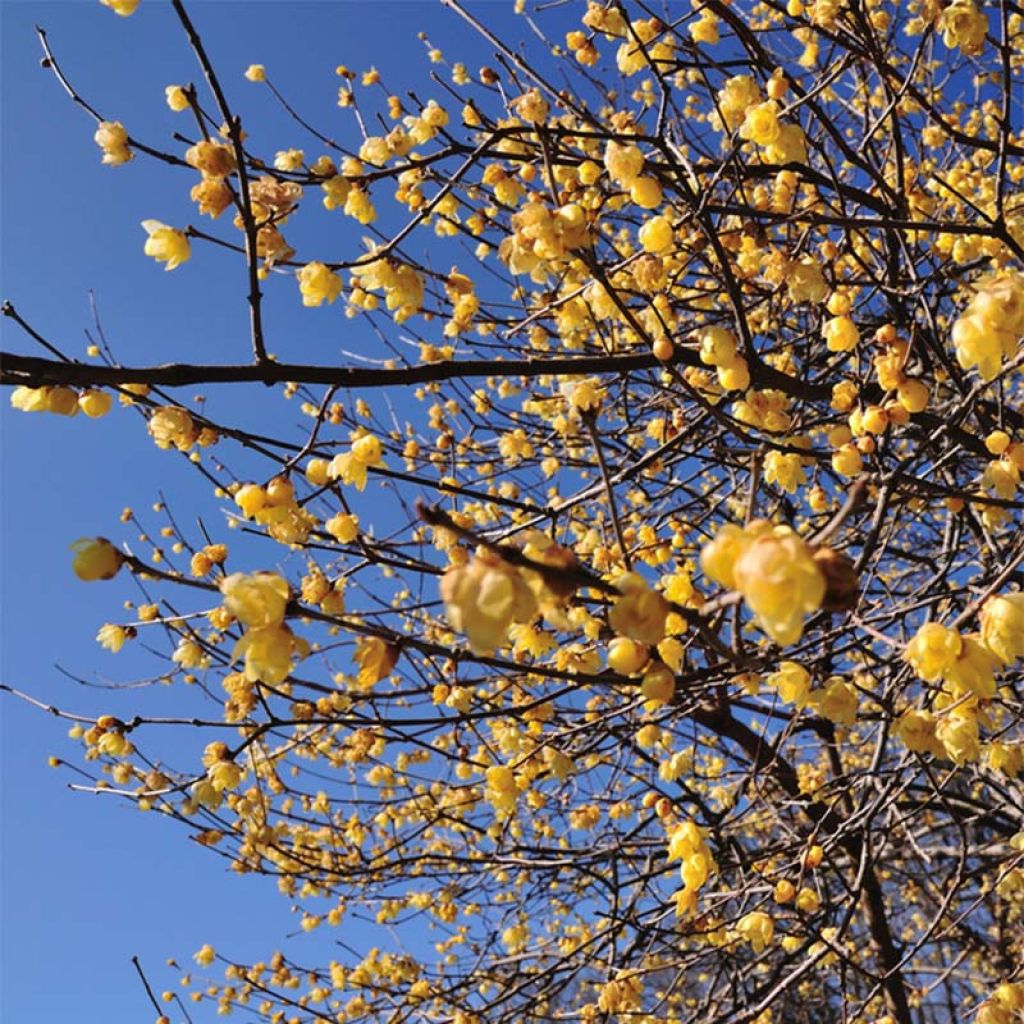 Chimonanthus praecox