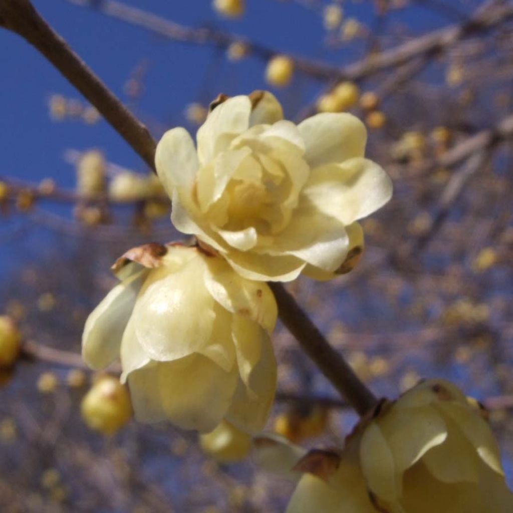 Chimonanthus praecox