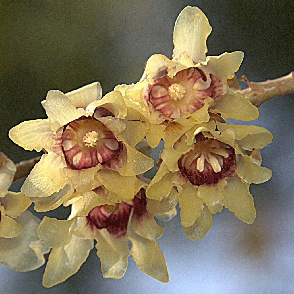 Chimonanthus praecox