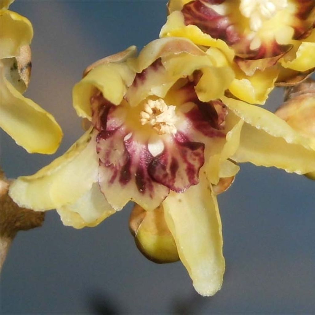 Chimonanthus praecox