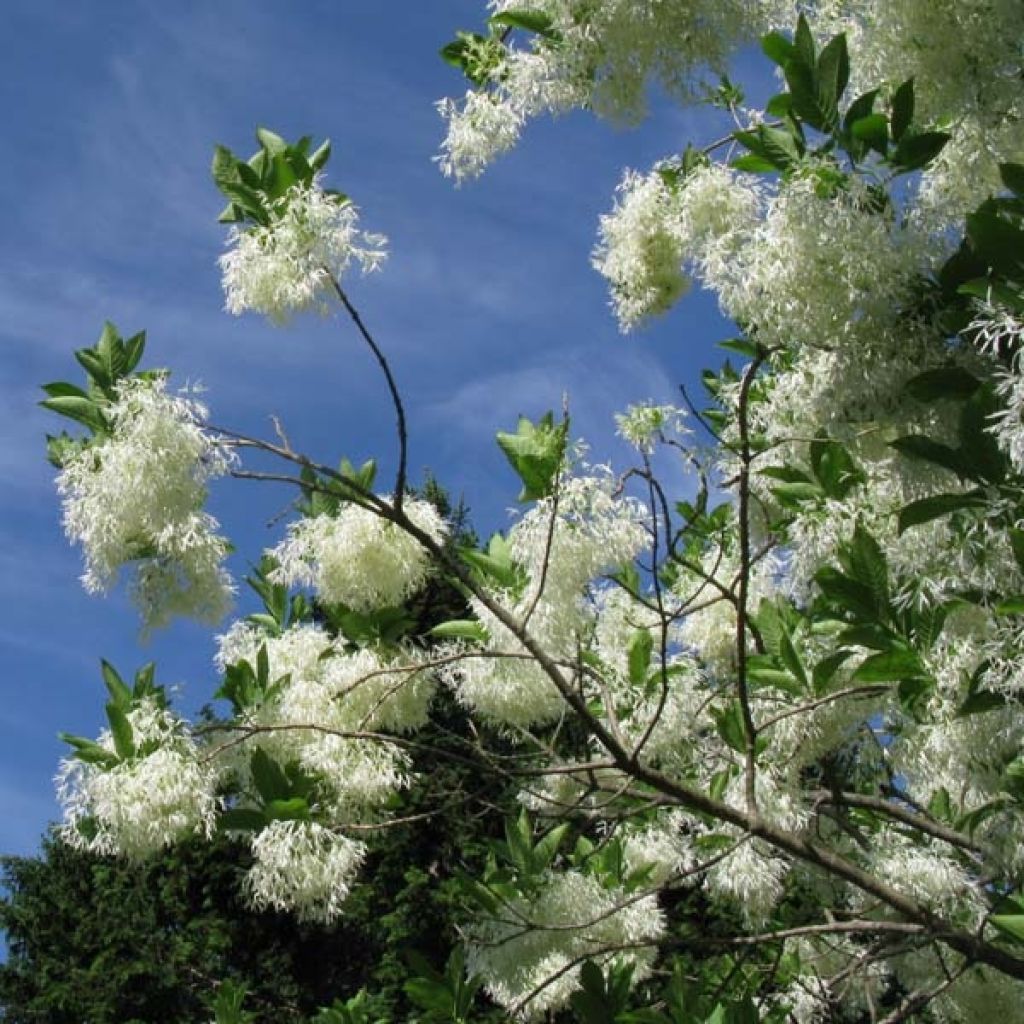 Chionanthus virginicus