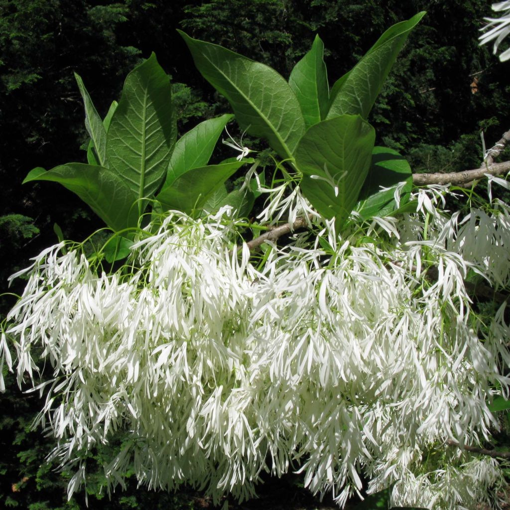 Chionanthus virginicus 