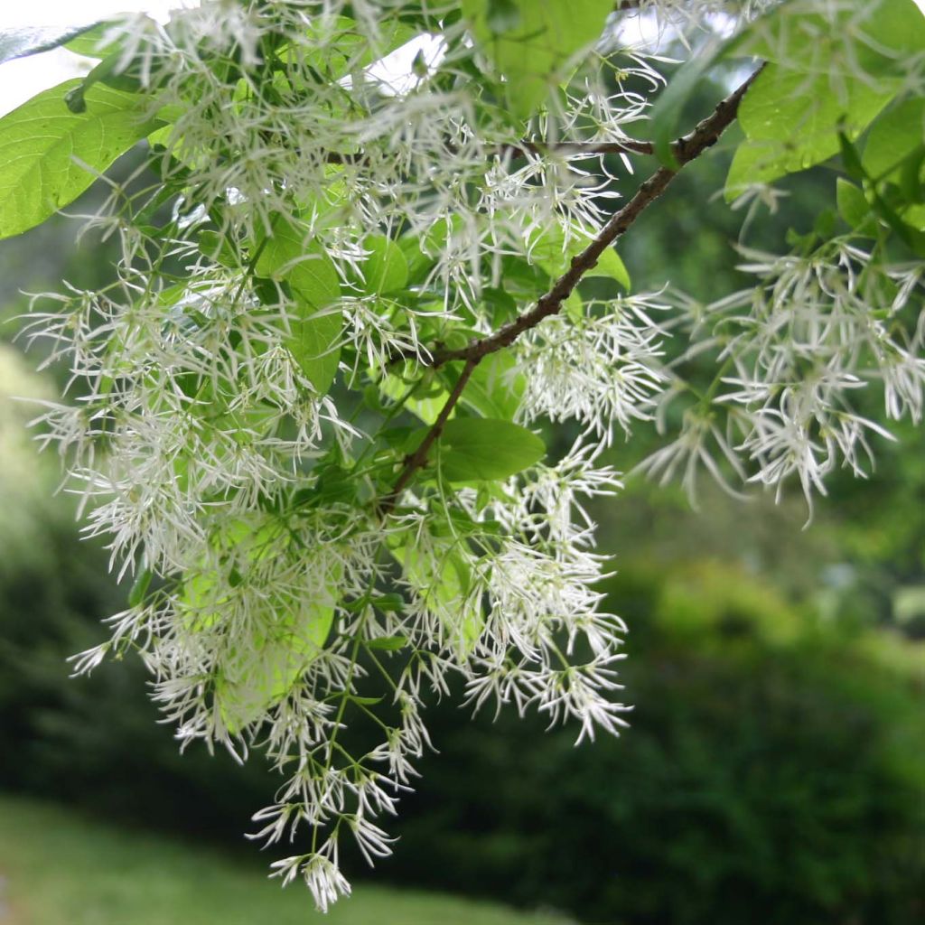 Chionanthus virginicus