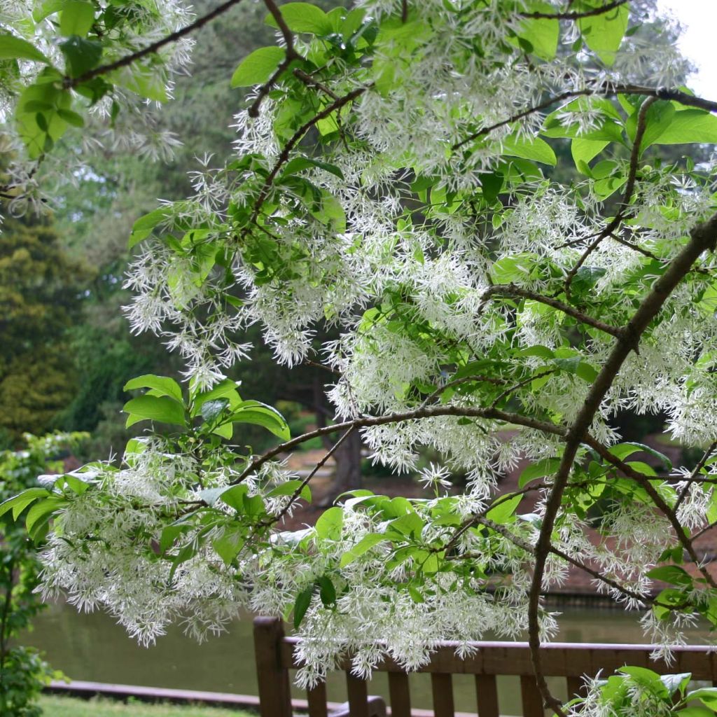 Chionanthus virginicus