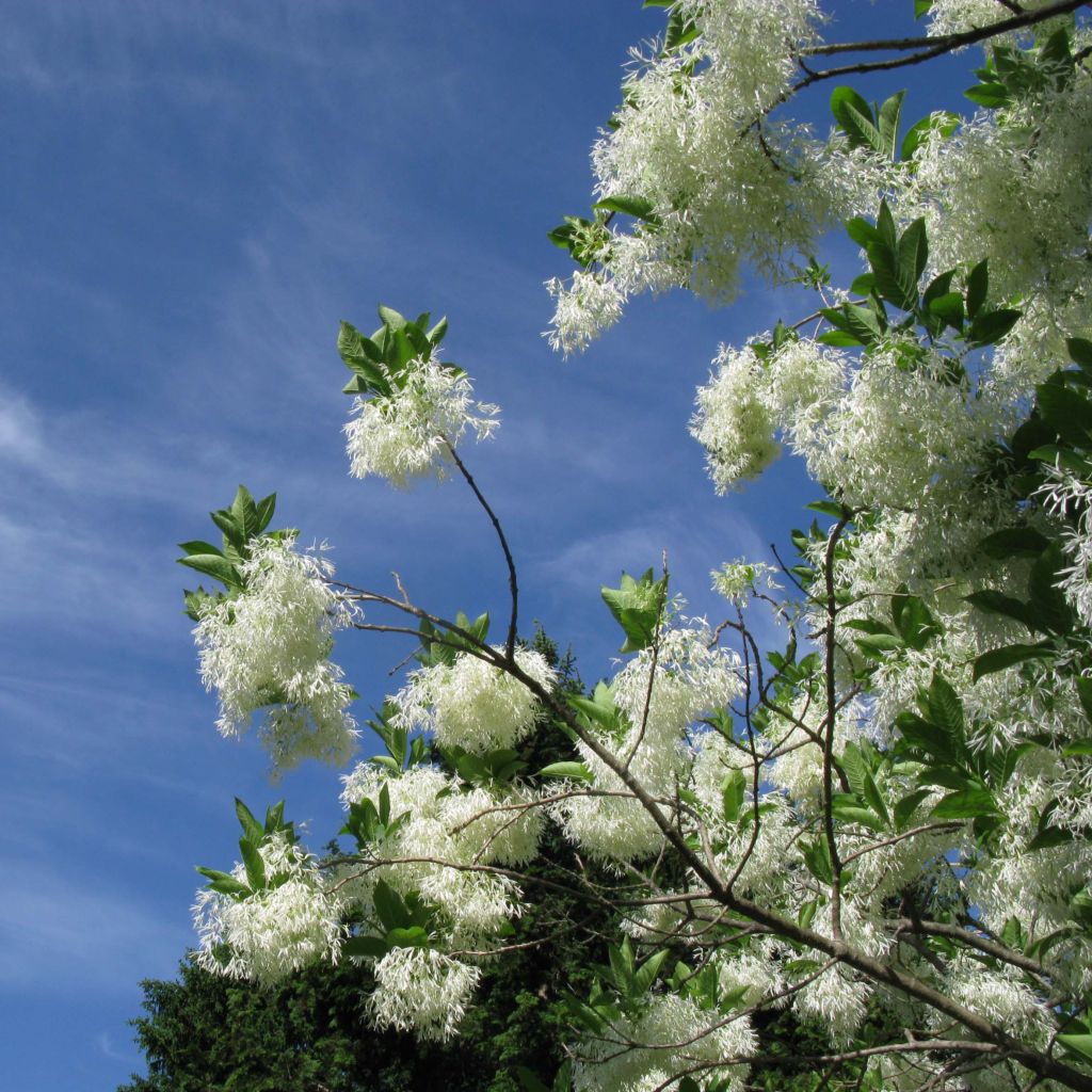 Chionanthus virginicus