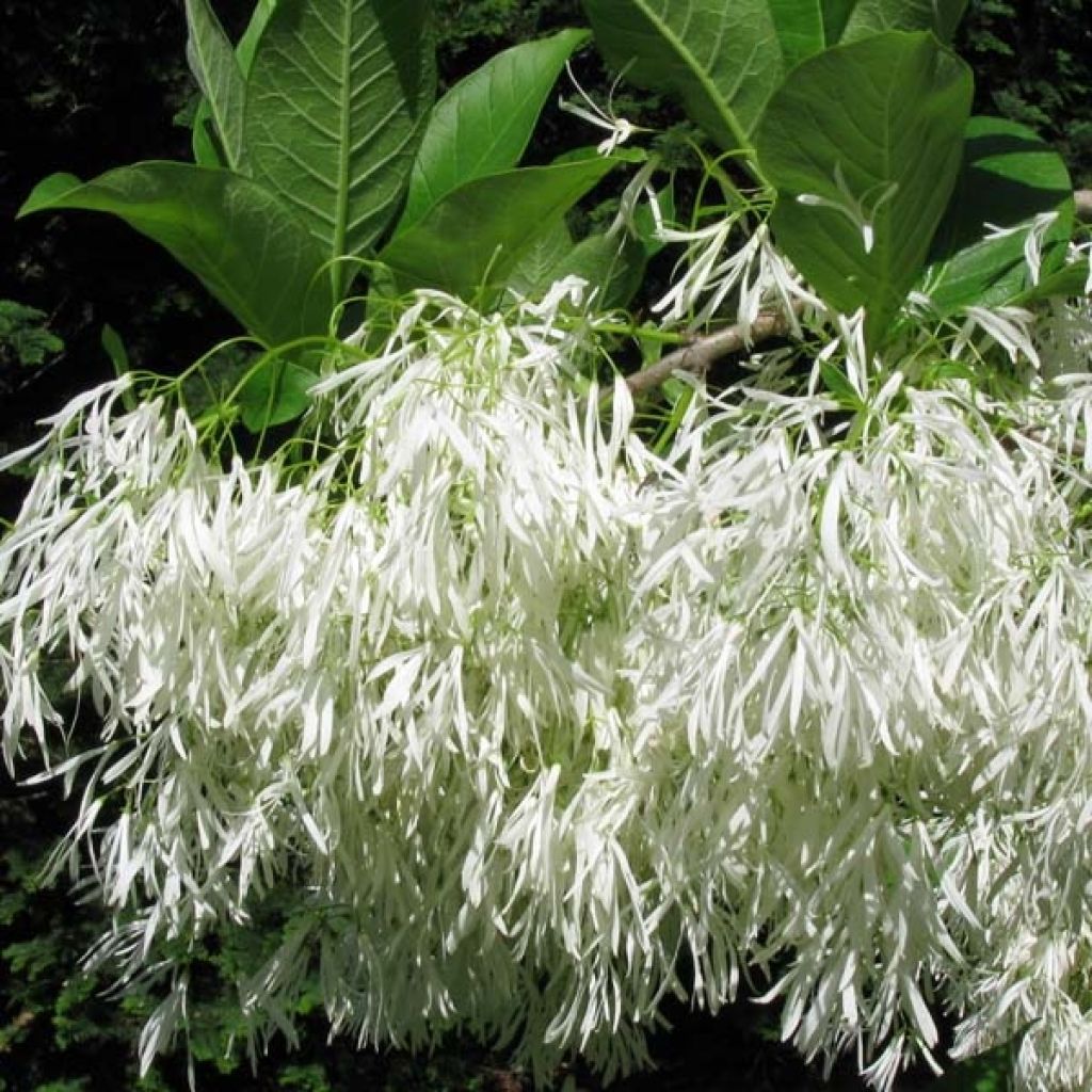 Chionanthus virginicus