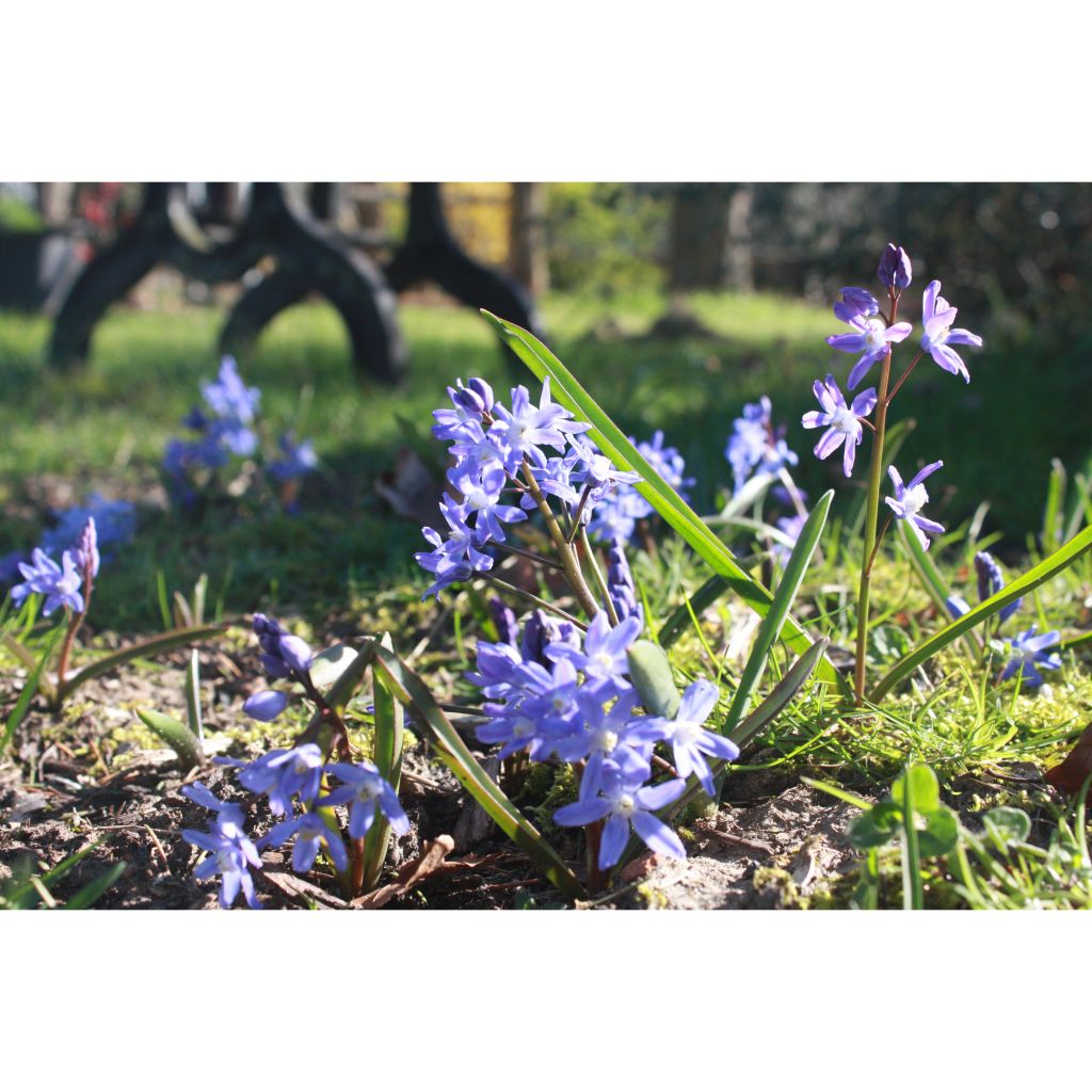 Chionodoxa sardensis