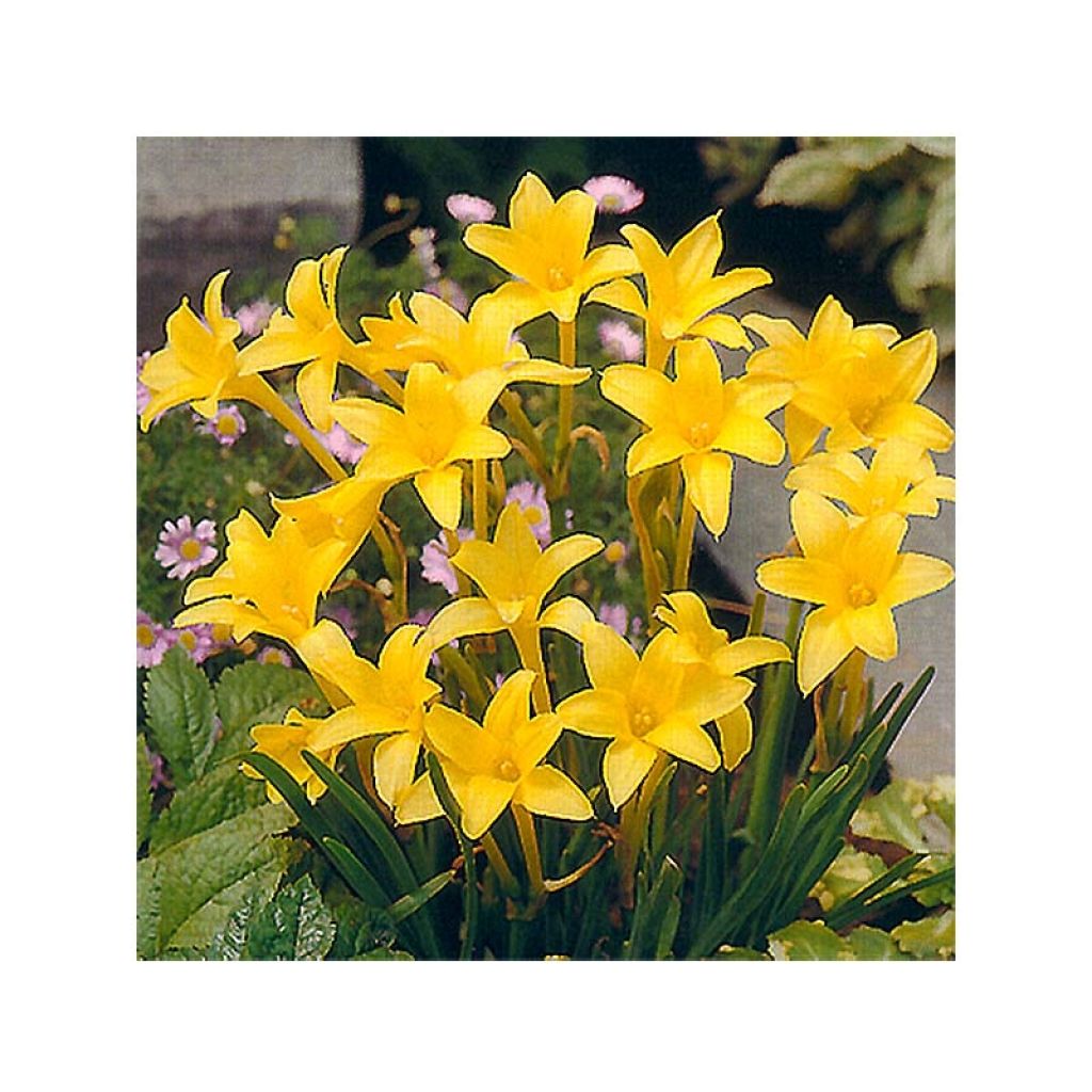 Chlidanthus fragrans - Perfumed fairy lily