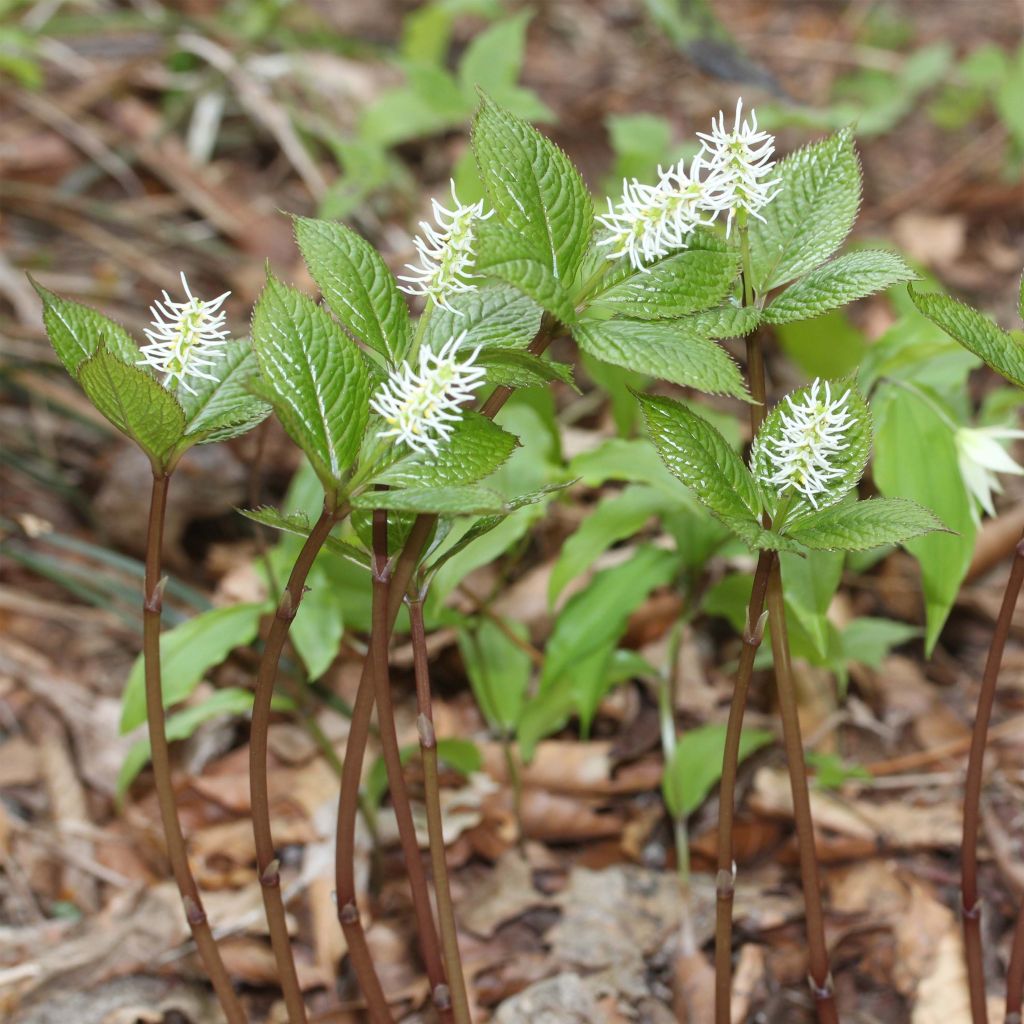 Chloranthus japonicus