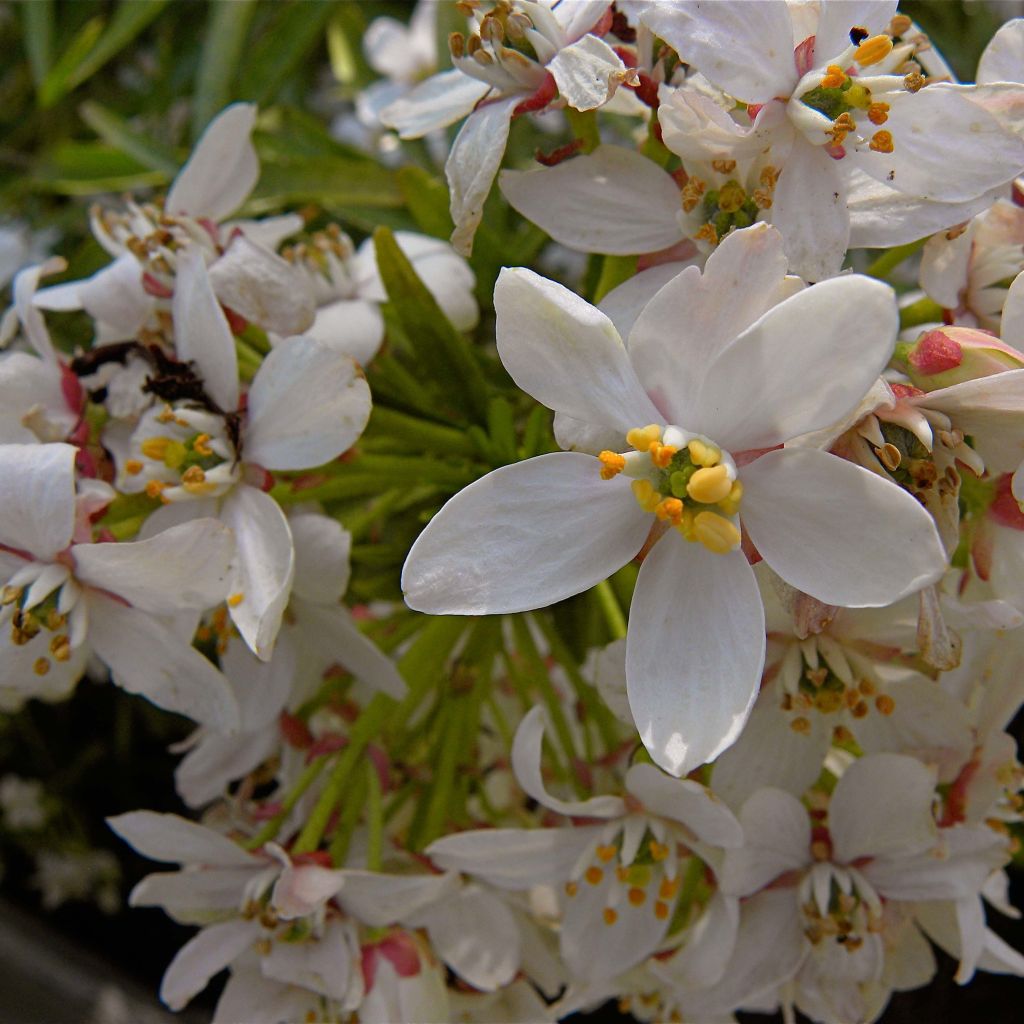 Choisya Aztec Pearl - Mexican Orange Blossom