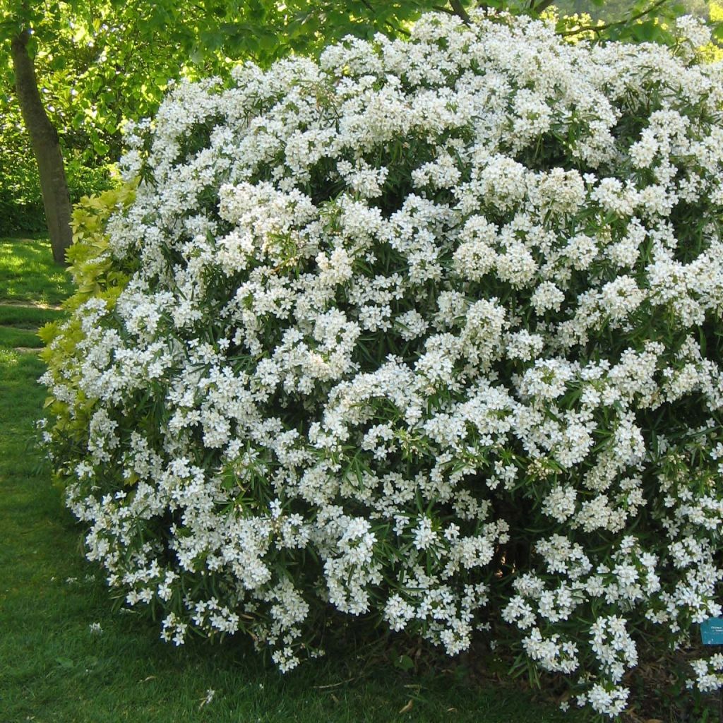 Choisya Aztec Pearl - Mexican Orange Blossom