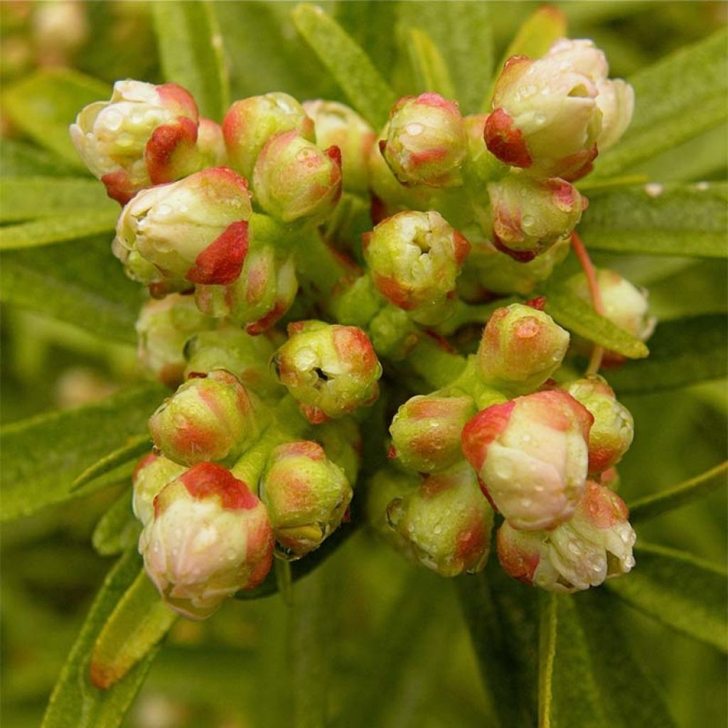 Choisya Aztec Pearl - Mexican Orange Blossom